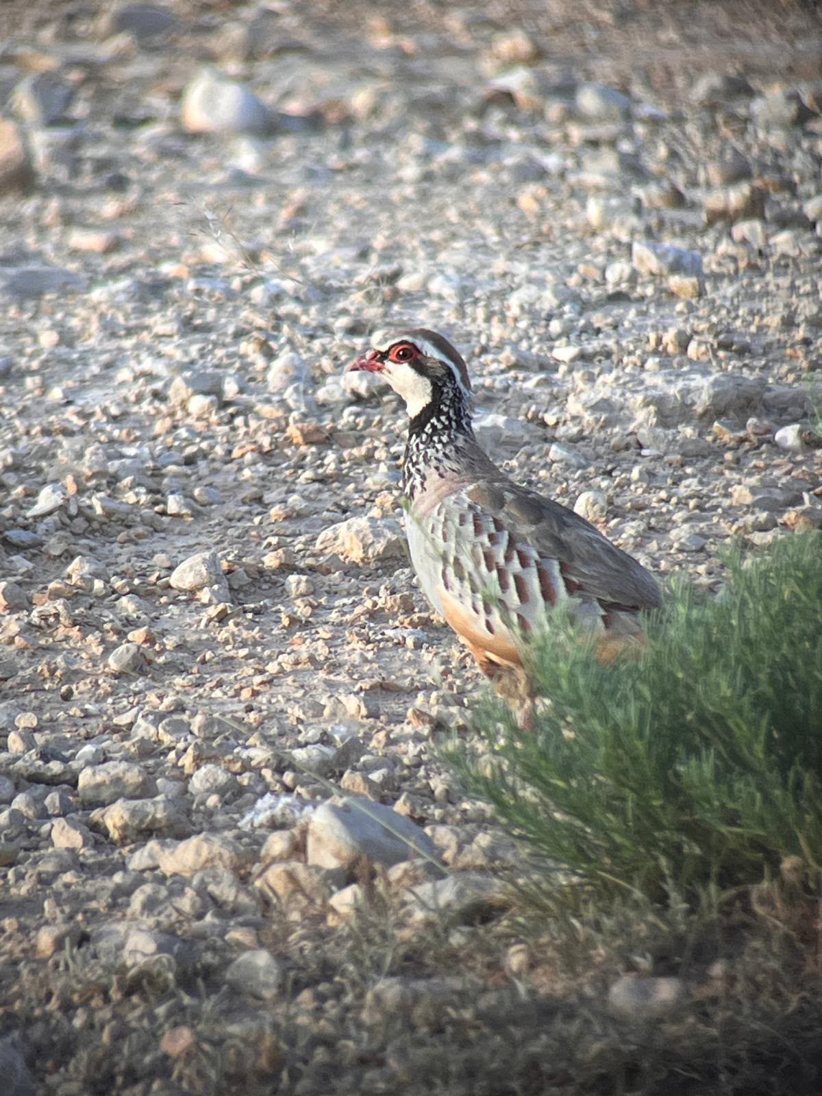 Red-legged partridge in the field, Montenegro