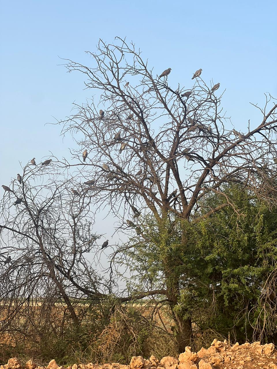 Turtle doves roosting in a tree, Morocco