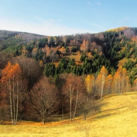 Autumn colours on a Serbian hillside