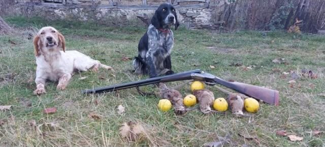 Spaniel and setter with the day's bag, Serbia