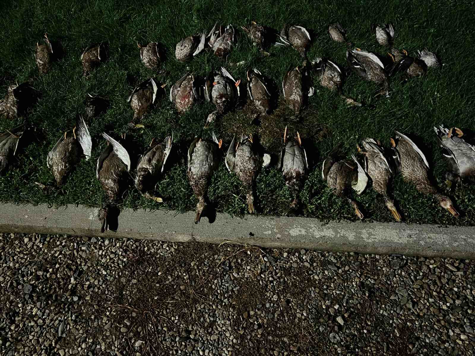 The evening's duck harvest, Serbia