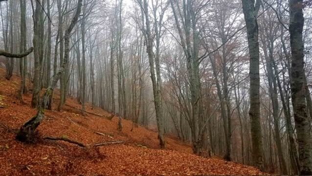 Beech forest in autumn mist, Serbia