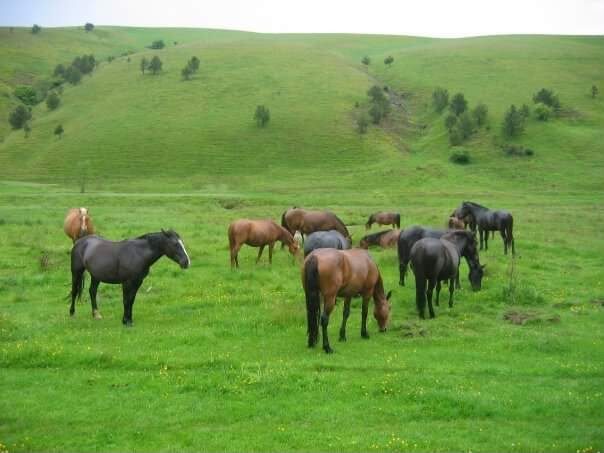 Horses grazing in the highlands, Serbia
