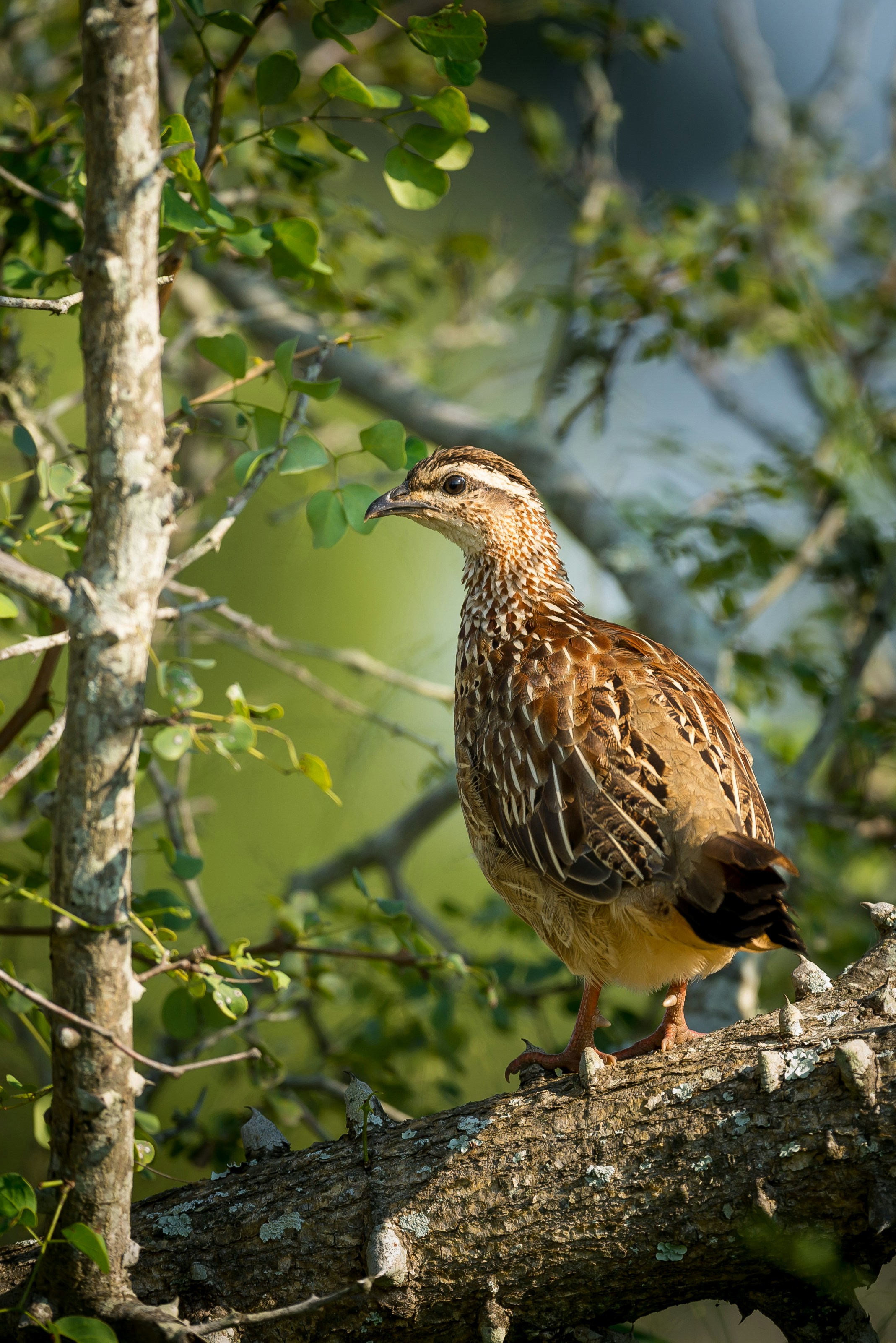 European game bird on branch