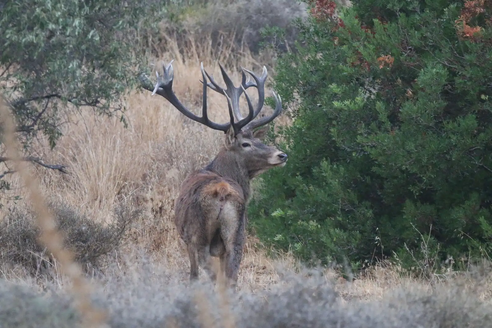 Red stag in the rut, Croatia